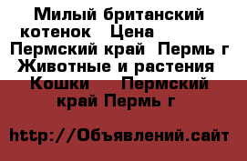 Милый британский котенок › Цена ­ 3 000 - Пермский край, Пермь г. Животные и растения » Кошки   . Пермский край,Пермь г.